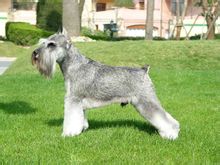Miniature Schnauzer