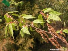Tebal daun Carpinus