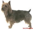 Australia Terrier