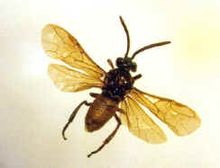 Rose sawfly