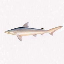 Hitam mark Carcharhinus
