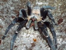 Hainan Tarantulas