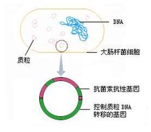 Plasmid