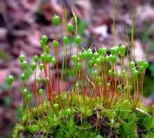 Physcomitrella patens