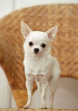 Chihuahua