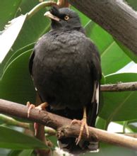 Burung jajak