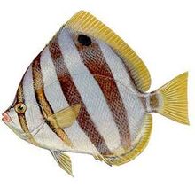 Wakil ikan karang yang kupu-kupu