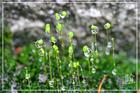 Funaria