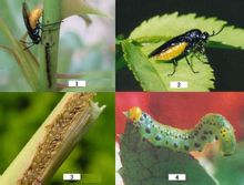 Rose sawfly