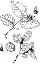Yunnan Tiger cokelat