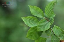Sichuan dan hornbeam
