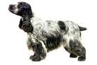 Cocker Spaniel