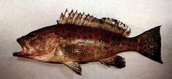 Jewel kerapu