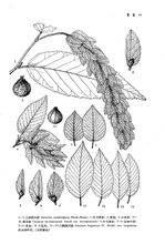 Sichuan, Hubei dan hornbeam