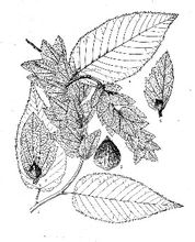 Yuebei hornbeam