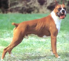 Boxer Dog