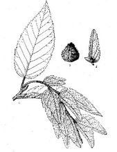Guizhou hornbeam