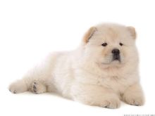 Chow chow