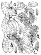 Alishan hornbeam